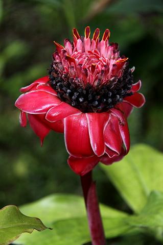 059 Pura Vida Garden, Costa Rica.JPG